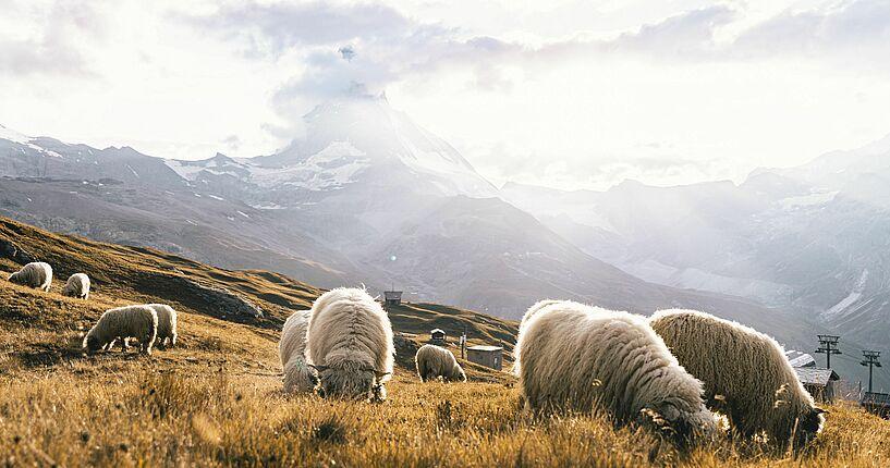 La laine suisse testée comme alternative aux bâches synthétiques sur les glaciers
